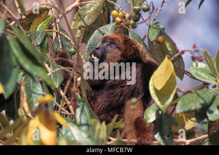 BROWN Singe hurleur Alouatta fusca eating fruit arbre coupé, Caratinga Réserver, Minas Gerais, l'est du Brésil Banque D'Images