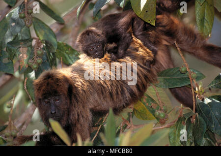 BROWN Singe hurleur Alouatta navigation fusca avec de jeunes accrochés à l'arrière, Caratinga Réserver, Minas Gerais, l'est du Brésil Banque D'Images