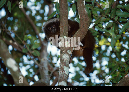 Singe TITI GRIS MASQUÉS Callicebus personatus nigrifons en fourche d'arbre Caraca Réserver, Minas Gerais, l'est du Brésil Banque D'Images