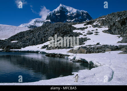 ADELIE PENGUIN Pygoscelis adeliae Antarctique Banque D'Images