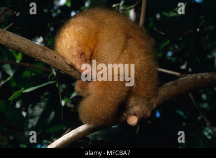 Deux doigts ou Cyclopes didactylus fourmilier soyeux dormir sur une branche d'arbre Caroni Swamp, Trinité, Antilles Banque D'Images