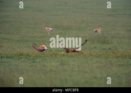 La gazelle de Grant chasse guépard Acinonyx jubatus Parc National de Serengeti, Tanzanie Banque D'Images