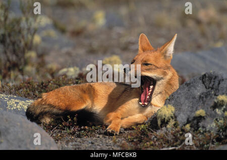 FOX ANDINE culpaeus Dusicyon couché le bâillement Parc National Cotopaxi, les Andes, l'Equateur Banque D'Images