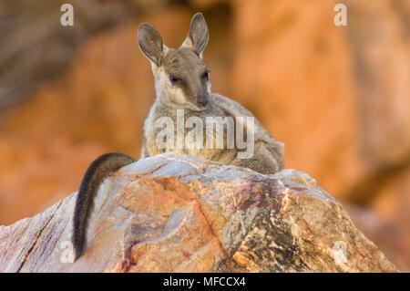 Bordée de noir, WALLABIES Petrogale lateralis ; Ormiston Gorge, Australie Banque D'Images