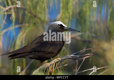 Blanche (noire), NODDY Anous minutus, Lady Elliot Island, Australie Banque D'Images
