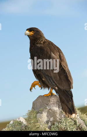 Caracara strié (Johnny Rook), Phalcoboenus australis ; Banque D'Images