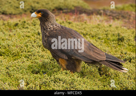 Caracara strié (Johnny Rook), Phalcoboenus australis ; Banque D'Images