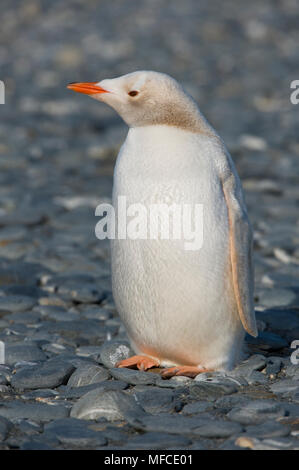 Leucistic albino (partielles) Gentoo pingouin ; la plaine de Salisbury, la Géorgie du Sud Banque D'Images