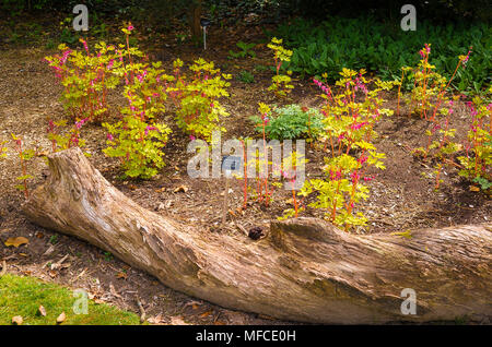 Dicentra spectabilis Gold Heart poussant naturellement et de façon informelle dans un lit dans un jardin anglais Banque D'Images