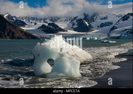 De la glace sur la rive et le glacier de Weddell ; Gold Harbour, l'île de Géorgie du Sud. Banque D'Images