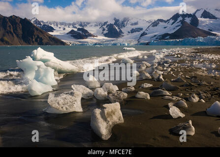 De la glace sur la rive et le glacier de Weddell ; Gold Harbour, l'île de Géorgie du Sud. Banque D'Images