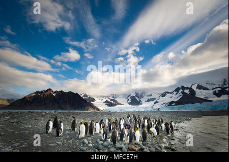 Le manchot royal, Aptenodytes patagonicus, et le glacier de Weddell ; Gold Harbour, l'île de Géorgie du Sud. Banque D'Images