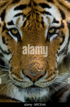 Tigre de Sibérie, Panthera tigris altaica ; Hengdaohezi Tiger Park, près de Hailin, Chine Banque D'Images