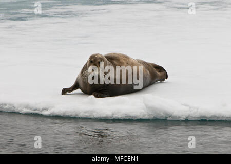 Le phoque barbu (Erignathus barbatus), banc de glace ; Spitsbergen. Banque D'Images