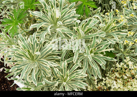 Euphorbia characias Tasmanian Tiger - une plante euphorbe vivace en UK Banque D'Images