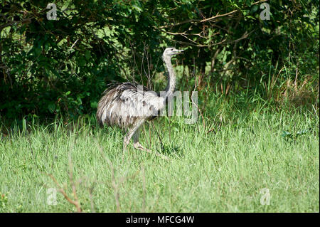 Nandou (Rhea americana) dans les prairies, Araras Ecolodge, Mato Grosso, Brésil Banque D'Images