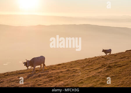 Le pâturage des vaches au sommet d'une montagne au coucher du soleil, avec du brouillard couvrant la vallée en dessous Banque D'Images