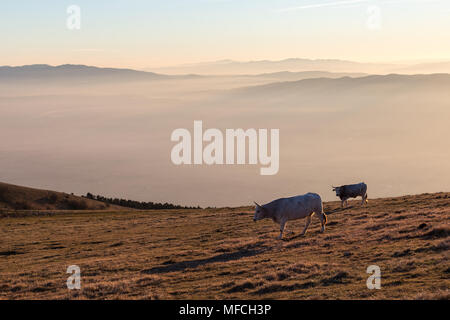 Le pâturage des vaches au sommet d'une montagne au coucher du soleil, avec du brouillard couvrant la vallée en dessous Banque D'Images