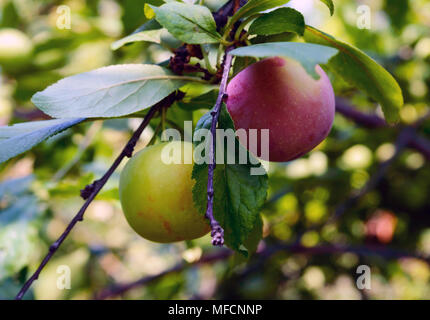 Les fruits encore verts prunes (variété : 'Greengage') sur les branches Banque D'Images