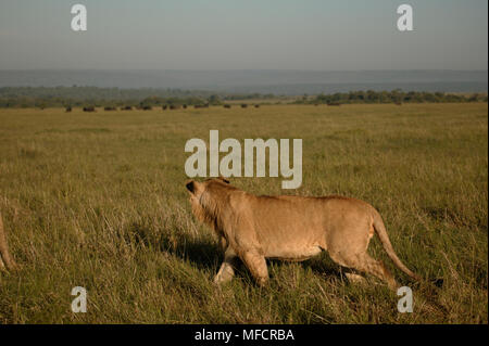 L'AFRICAN LION Panthera leo Jeune homme regardant troupeau de bisons Masai Mara National Reserve, Kenya Banque D'Images