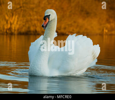 Cygne tuberculé Cygnus olor agression mâle montrant Wiltshire, Royaume-Uni Banque D'Images