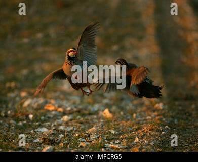 RED-LEGGED PARTRIDGE Alectoris rufa lutte contre les hommes sur les femmes de Hampshire, Royaume-Uni Banque D'Images