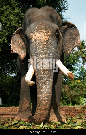 Ou Ceylan sri-lankais ELEPHANT old bull Elaphus maximus maximus orphelinat Pinnawala Elephant, Sri Lanka Banque D'Images