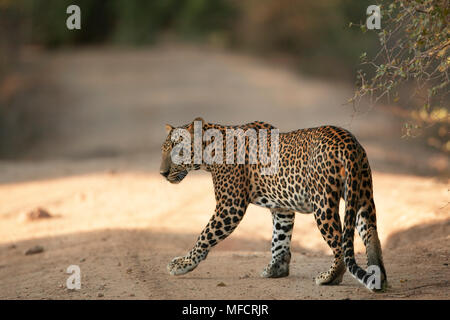 ASIAN LEOPARD walking on road Panthera pardus kotiya Parc national de Yala, au Sri Lanka Banque D'Images