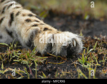 CHEETAH montrant les griffes rétractables Acinonyx jubatus Masai Mara, Kenya Banque D'Images