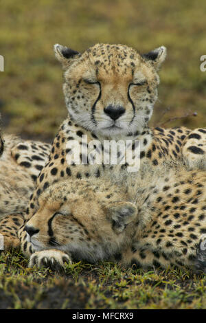 Endormi dans la famille guépard Acinonyx jubatus pluie réserve Masai Mara, Kenya Banque D'Images