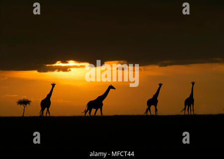 Les Girafes Masai sur la savane au coucher du soleil Giraffa camelopardalis tippelskirchi Masai Mara, Kenya NR Banque D'Images