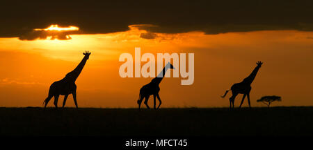 Les Girafes Masai sur la savane au coucher du soleil Giraffa camelopardalis tippelskirchi Masai Mara, Kenya NR Banque D'Images