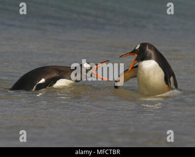 Manchots se chamailler Pygoscelis papua papouasie Iles Falkland Banque D'Images