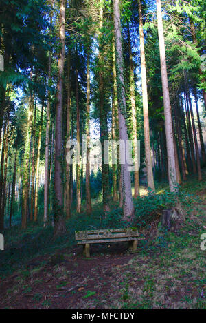 Banc du pays, le long d'une allée, sous les arbres de l'arboretum de Royat Banque D'Images