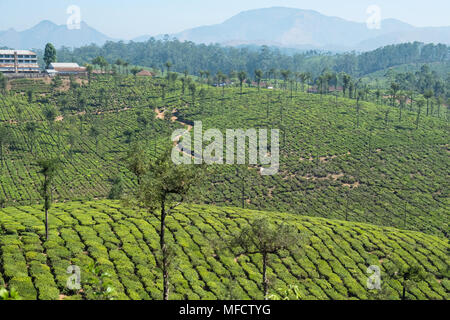 Silver Oak trees ( Grevillea robusta ) sont fréquentes dans le paysage sur une plantation de thé dans la région de Tamil Nadu, Inde Banque D'Images