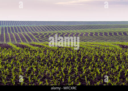 Champ de maïs à perte de vue à l'aube Banque D'Images