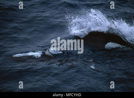 Les marsouins de Dall Phocoenoides dalli à la surface de la mer de Béring, au large des îles Aléoutiennes, Alaska, USA Banque D'Images