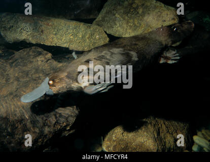PLATYPUS ou ORNITHORYNQUE Ornithorhynchus anatinus natation. La Tasmanie. Banque D'Images
