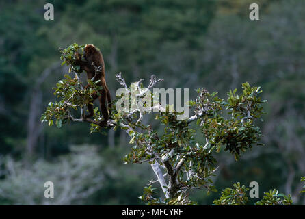 BROWN Singe hurleur Alouatta fusca se nourrissant de fruits. Caratinga Réserver, Minas Gerais, Brésil. Banque D'Images