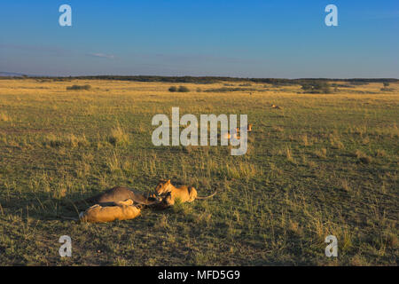 L'AFRICAN LION Panthera leo fierté à tuer le Kenya Banque D'Images