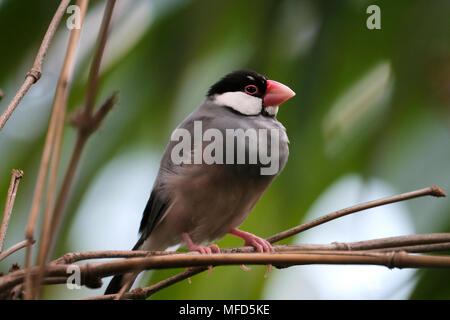 Un Java Sparrow, également connu sous le nom de Finch, java ou java sparrow riz Riz Java oiseau, un résident des oiseaux nicheurs dans la région de Java, Bali et Bawean en Indonésie Banque D'Images