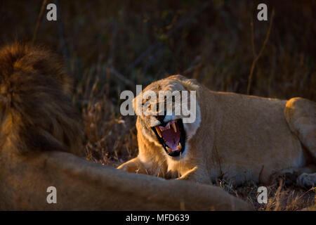 L'AFRICAN LION Panthera leo repoussant femelle durant l'accouplement mâle Mala Mala, Afrique du Sud Banque D'Images