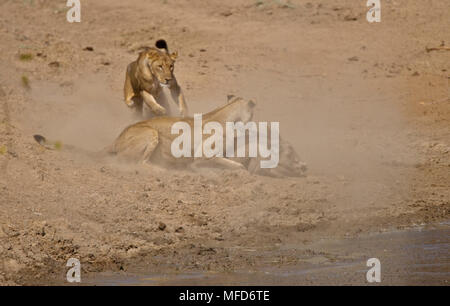 L'AFRICAN LION Panthera leo tuant phacochère au trou d'après l'embuscade, South Luangwa en Zambie Banque D'Images