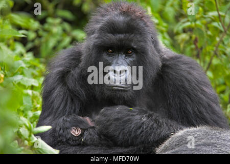 MOUNTAIN Gorilla gorilla beringei beringei mère bébé d'une semaine de soins infirmiers, le Rwanda Montagnes Virunga Banque D'Images