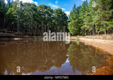 Un barrage dans le Kuipto avec forêt arbres se reflétant dans l'Australie du Sud Alan Jaume & Fils le 25 avril 2018 Banque D'Images