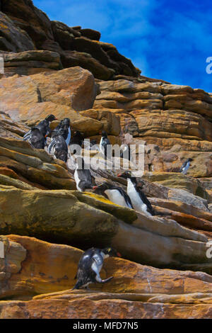 Gorfous sauteurs Eudyptes chrysocome rocher escalade Iles Falkland Banque D'Images