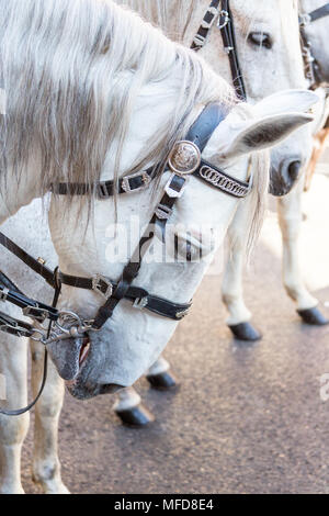 Madrid, Espagne - 11 mars 2015 : La tête d'un cheval blanc dans le cadre d'un défilé l'article sur la Plaza Mayor, Madrid. Banque D'Images