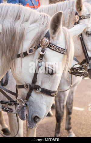 Madrid, Espagne - 11 mars 2015 : La tête d'un cheval blanc dans le cadre d'un défilé l'article sur la Plaza Mayor, Madrid. Banque D'Images