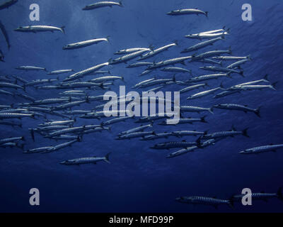 Bancs argentés de bécune de Heller, poisson de la famille des barracudas, dans la passe de Rangiroa Banque D'Images