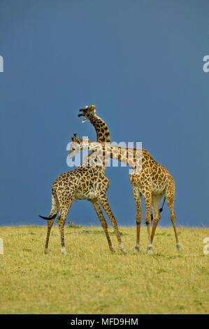 Les Masais Girafe (Giraffa camelopardalis tippelskirchi) combats en face d'orage, Masai Mara, Kenya Banque D'Images